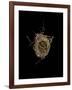 Construction 1: Birds Nest from Above-Doris Mitsch-Framed Photographic Print