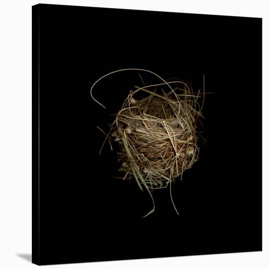 Construction 7: Birds Nest-Doris Mitsch-Stretched Canvas