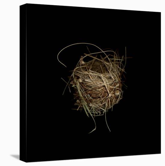 Construction 7: Birds Nest-Doris Mitsch-Stretched Canvas