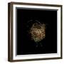 Construction 7: Birds Nest-Doris Mitsch-Framed Photographic Print