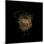 Construction 7: Birds Nest-Doris Mitsch-Mounted Premium Photographic Print