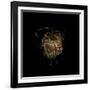 Construction 7: Birds Nest-Doris Mitsch-Framed Photographic Print