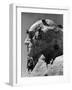 Construction of George Washington Section of Mt. Rushmore Monument-Alfred Eisenstaedt-Framed Photographic Print