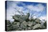 Construction Rubble-Chris Henderson-Stretched Canvas