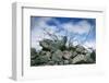 Construction Rubble-Chris Henderson-Framed Photographic Print