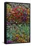 Container gardening on deck with annual flowers-Darrell Gulin-Framed Stretched Canvas