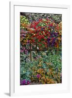 Container gardening on deck with annual flowers-Darrell Gulin-Framed Photographic Print