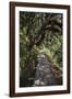 Contemplation Path-Andrew Geiger-Framed Giclee Print