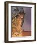 Contemplation-Simon Cook-Framed Giclee Print