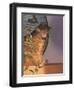 Contemplation-Simon Cook-Framed Giclee Print