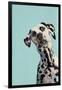 Contemporary Dalmation-Patricia Pinto-Framed Art Print