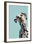 Contemporary Dalmation-Patricia Pinto-Framed Art Print