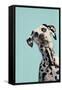 Contemporary Dalmation-Patricia Pinto-Framed Stretched Canvas