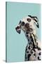 Contemporary Dalmation-Patricia Pinto-Stretched Canvas