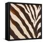 Contemporary Zebra III-Patricia Pinto-Framed Stretched Canvas