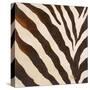 Contemporary Zebra III-Patricia Pinto-Stretched Canvas