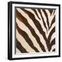 Contemporary Zebra III-Patricia Pinto-Framed Art Print