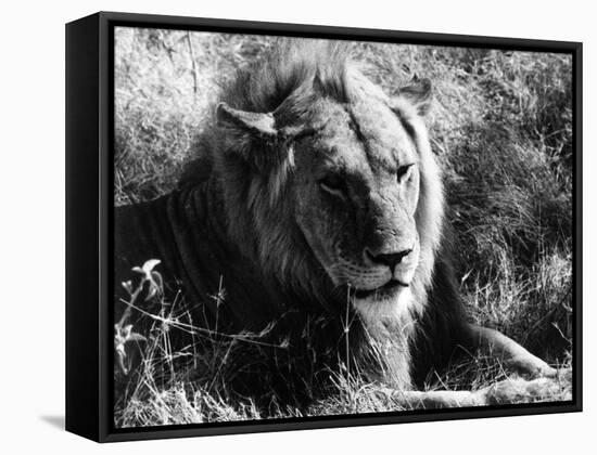 Content Lion-null-Framed Stretched Canvas