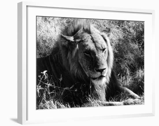 Content Lion-null-Framed Photographic Print