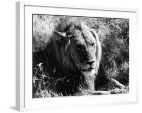 Content Lion-null-Framed Photographic Print