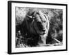 Content Lion-null-Framed Photographic Print