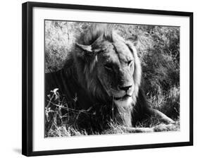 Content Lion-null-Framed Photographic Print