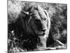 Content Lion-null-Mounted Photographic Print