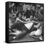 Contest Judge Ken Murray Being Wrestled to the Ground by Contestants in Beauty Pageant-Peter Stackpole-Framed Stretched Canvas