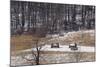 Continental Army Cabins Reconstructed at Valley Forge, Pennsylvania-null-Mounted Photographic Print