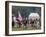 Continental Army Muster Reenactment at Yorktown Battlefield, Virginia-null-Framed Photographic Print