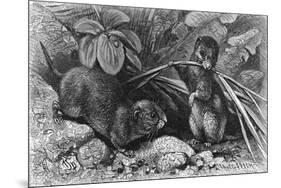 Continental Field Voles-null-Mounted Art Print