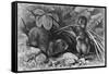 Continental Field Voles-null-Framed Stretched Canvas