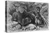 Continental Field Voles-null-Stretched Canvas