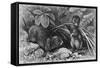 Continental Field Voles-null-Framed Stretched Canvas