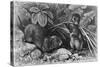 Continental Field Voles-null-Stretched Canvas
