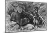 Continental Field Voles-null-Mounted Art Print