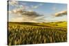 Contoured hills of wheat in late afternoon light, Palouse region of Eastern Washington State.-Adam Jones-Stretched Canvas