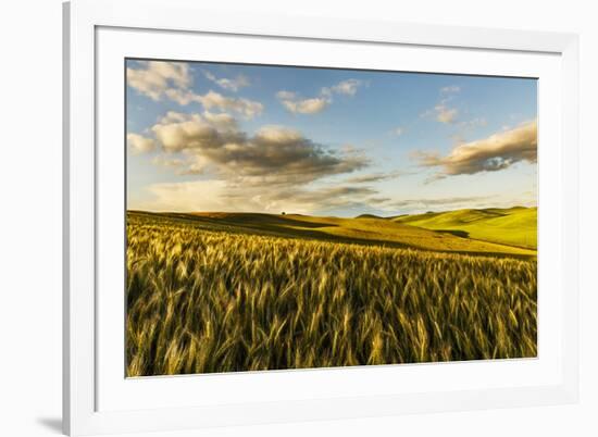 Contoured hills of wheat in late afternoon light, Palouse region of Eastern Washington State.-Adam Jones-Framed Photographic Print
