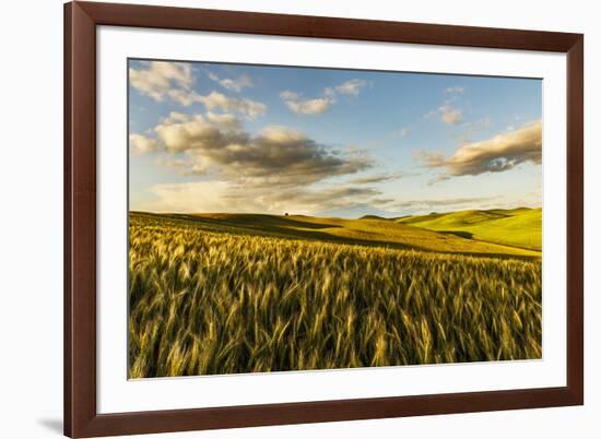 Contoured hills of wheat in late afternoon light, Palouse region of Eastern Washington State.-Adam Jones-Framed Photographic Print