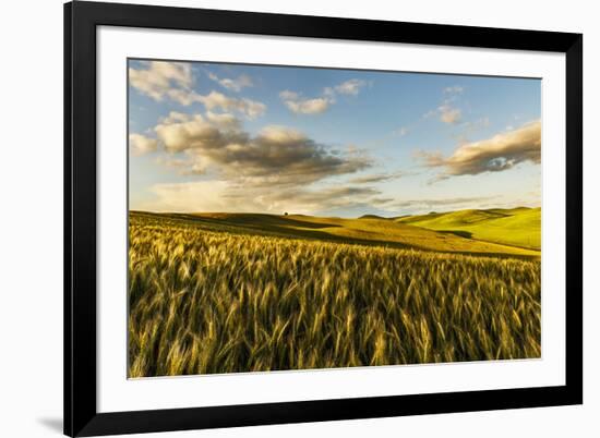 Contoured hills of wheat in late afternoon light, Palouse region of Eastern Washington State.-Adam Jones-Framed Photographic Print