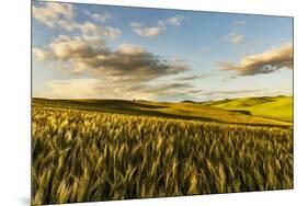 Contoured hills of wheat in late afternoon light, Palouse region of Eastern Washington State.-Adam Jones-Mounted Photographic Print