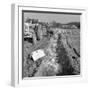 Contractors Setting Explosives in a Trench in Firbeck, Near Rotherham, 1962-Michael Walters-Framed Photographic Print