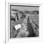 Contractors Setting Explosives in a Trench in Firbeck, Near Rotherham, 1962-Michael Walters-Framed Photographic Print