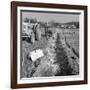 Contractors Setting Explosives in a Trench in Firbeck, Near Rotherham, 1962-Michael Walters-Framed Photographic Print