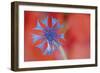 Contrasted Nature-Staffan Widstrand-Framed Giclee Print