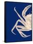 Contrasting Crab in Navy Blue a-Fab Funky-Framed Stretched Canvas