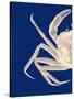 Contrasting Crab in Navy Blue a-Fab Funky-Stretched Canvas