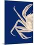 Contrasting Crab in Navy Blue a-Fab Funky-Mounted Art Print