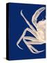 Contrasting Crab in Navy Blue a-Fab Funky-Stretched Canvas