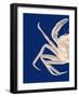 Contrasting Crab in Navy Blue a-Fab Funky-Framed Art Print